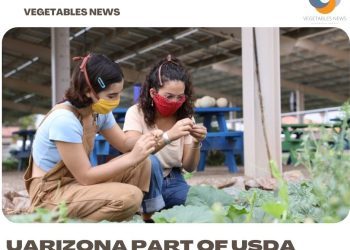 UArizona part of USDA grant to study growing crops under solar panels