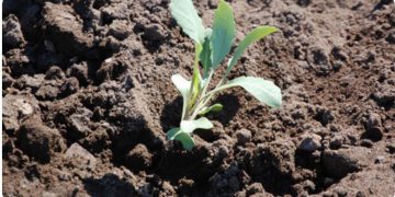 Berkeley Lab awarded $4.6M for agriculture technologies