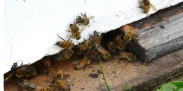 Tool predicts bee colony odds at overwintering