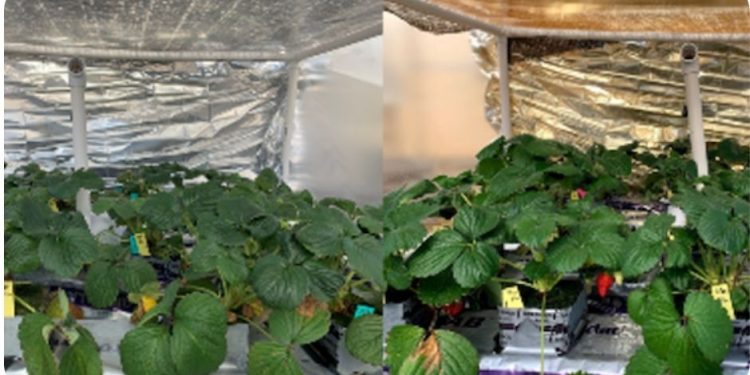 UbiQD shares new case studies for greenhouse light optimization