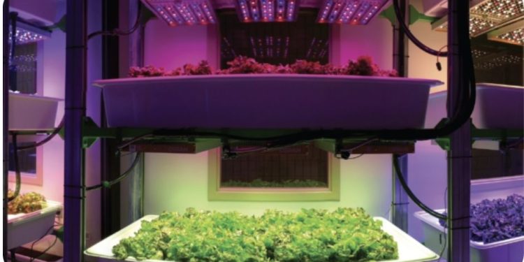 Vertical greens growing trend gets its own USDA grant