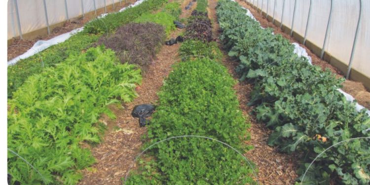 High tunnels use grows in Mid-Atlantic region