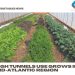 High tunnels use grows in Mid-Atlantic region