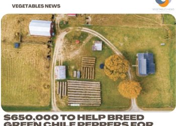 $650,000 to help breed green chile peppers for mechanical harvesting
