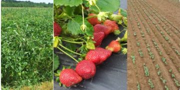 Soil management practices impact strawberry production