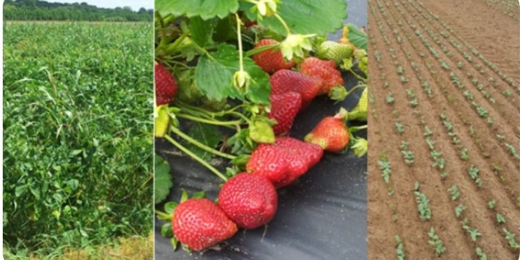 Soil management practices impact strawberry production