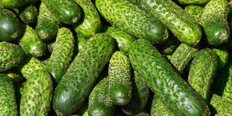 Zarina Khetagurova has been growing cucumbers for 4 years, thanks to a grant for the development of a peasant farm