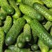 Zarina Khetagurova has been growing cucumbers for 4 years, thanks to a grant for the development of a peasant farm