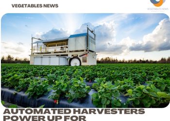 Automated harvesters power up for strawberries
