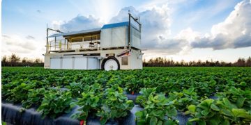 Automated harvesters power up for strawberries
