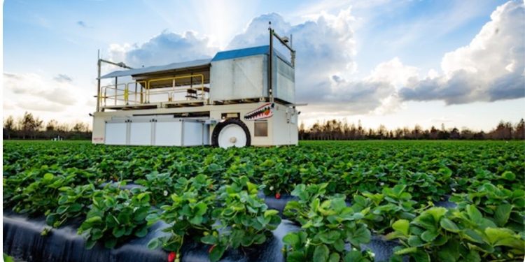 Automated harvesters power up for strawberries