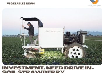 Investment, need drive in-soil strawberry harvester