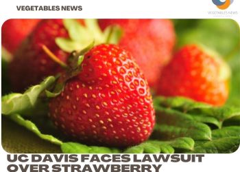 UC Davis faces lawsuit over strawberry breeding technology