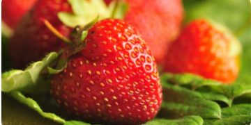 UC Davis faces lawsuit over strawberry breeding technology