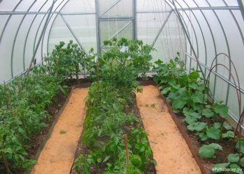 Rosselkhoznadzor reminds gardeners how to choose varieties of vegetable plants for growing in greenhouses