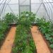 Rosselkhoznadzor reminds gardeners how to choose varieties of vegetable plants for growing in greenhouses