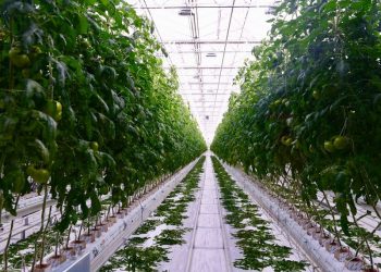 The greenhouse complex, located near Orel, is ready to supply the residents of the region with high-quality and inexpensive vegetables