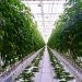 The greenhouse complex, located near Orel, is ready to supply the residents of the region with high-quality and inexpensive vegetables