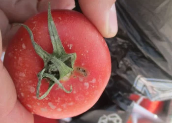In the Orenburg region, the import of dangerous tomatoes with potato moths from Turkmenistan was stopped