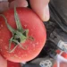 In the Orenburg region, the import of dangerous tomatoes with potato moths from Turkmenistan was stopped