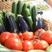 The development of vegetable growing