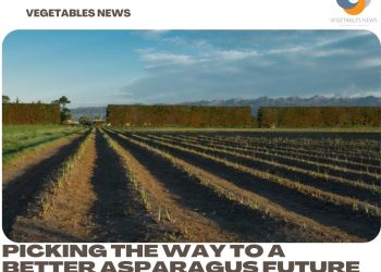 Picking the way to a better asparagus future with robotic harvesting