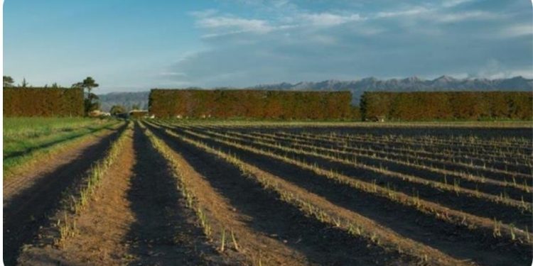 Picking the way to a better asparagus future with robotic harvesting