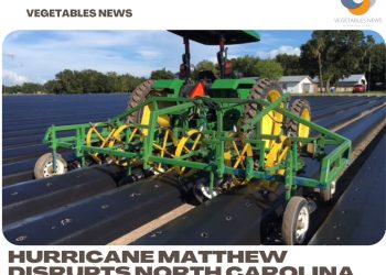 Hurricane Matthew disrupts North Carolina strawberry planting