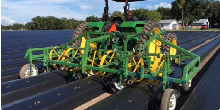 Hurricane Matthew disrupts North Carolina strawberry planting