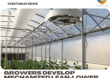 Growers develop mechanized lean-lower trellis device for tomatoes