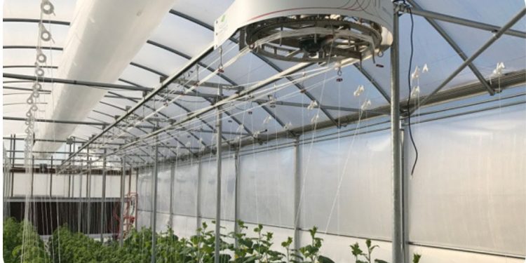 Growers develop mechanized lean-lower trellis device for tomatoes