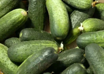Canning factories of Kabardino-Balkaria started processing cucumbers