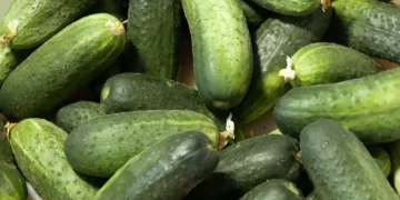Canning factories of Kabardino-Balkaria started processing cucumbers