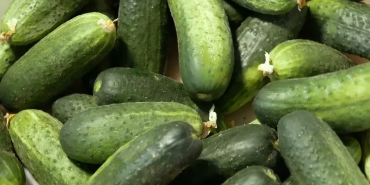 Canning factories of Kabardino-Balkaria started processing cucumbers