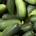 Canning factories of Kabardino-Balkaria started processing cucumbers
