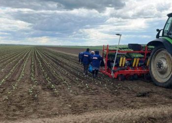 Serpukhov became a leader in the production of vegetables in the Moscow region