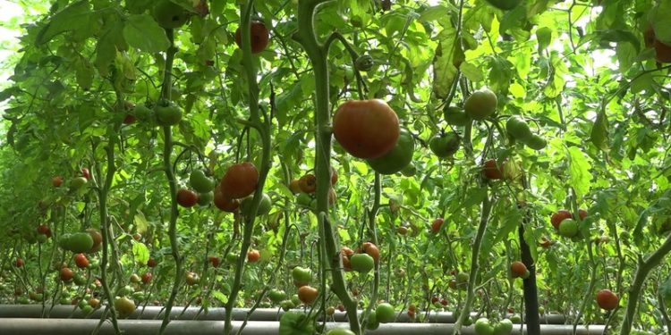 THE FAMILY OF MATVEEVSKY DISTRICT IS SUCCESSFULLY ENGAGED IN GROWING GREENHOUSE VEGETABLES