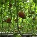 THE FAMILY OF MATVEEVSKY DISTRICT IS SUCCESSFULLY ENGAGED IN GROWING GREENHOUSE VEGETABLES