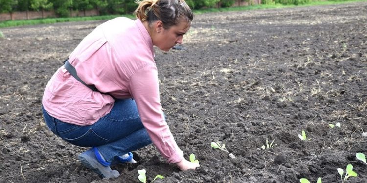 Belgorod farmers grow vegetables included in the “borscht set”