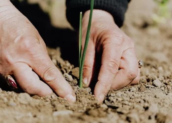 More than 60 thousand hectares of land will be allocated for agricultural products in the Jizzakh region of Uzbekistan
