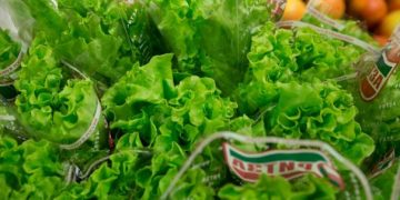 Novosibirsk region will feed the whole of Siberia with salad