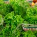 Novosibirsk region will feed the whole of Siberia with salad