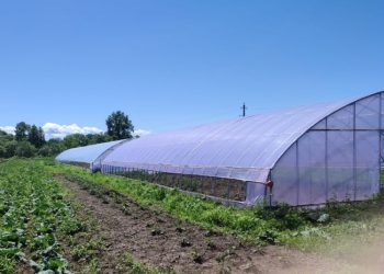 How a farmer from the Jewish Autonomous Region manages to feed the entire region with fresh vegetables