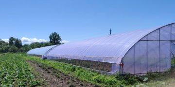 How a farmer from the Jewish Autonomous Region manages to feed the entire region with fresh vegetables