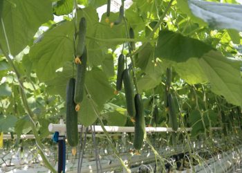 Over 25 thousand tons of vegetables were grown at the Lukhovitsky Vegetables greenhouse complex in 2021