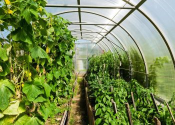 In Yamal, a native inhabitant of the tundra grows vegetables and strawberries