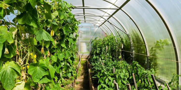 In Yamal, a native inhabitant of the tundra grows vegetables and strawberries
