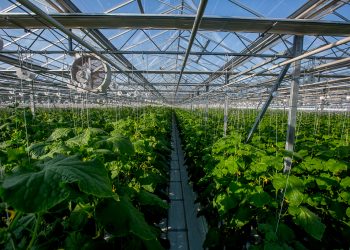 The amount of funds to support farmers in the Khabarovsk Territory will triple