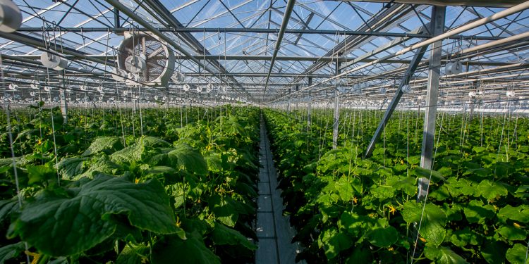 The amount of funds to support farmers in the Khabarovsk Territory will triple