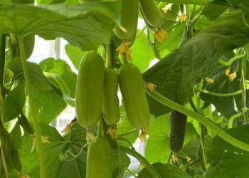 Farmers of Serpukhov have grown experimental cucumbers